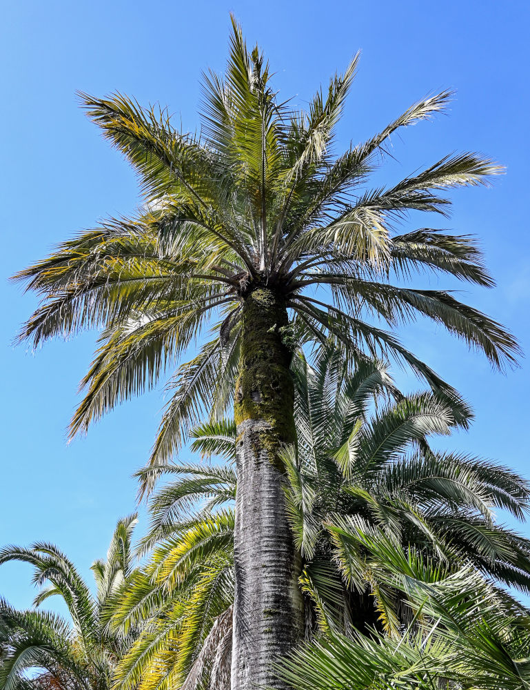 Image of Jubaea chilensis specimen.