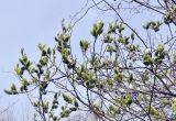 Salix caprea