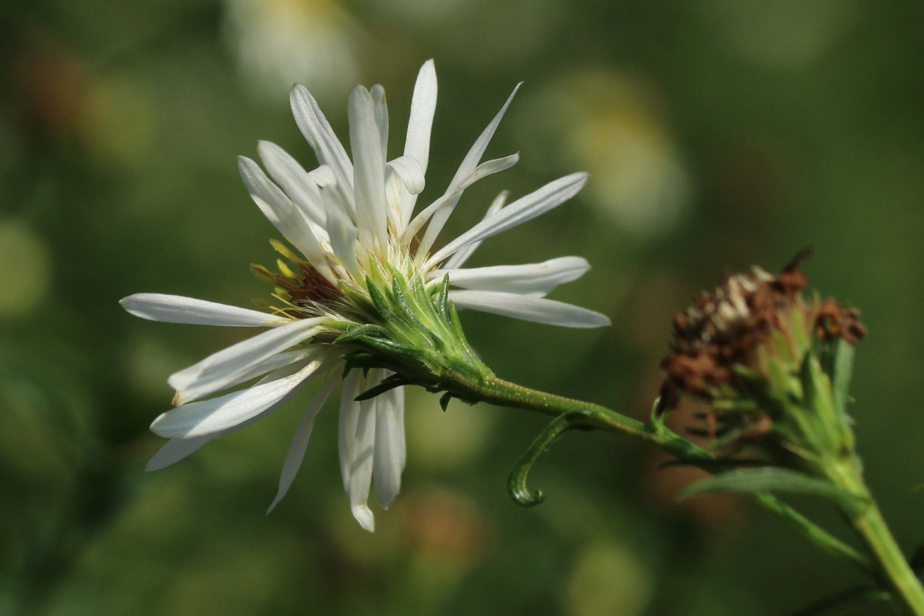 Image of Symphyotrichum lanceolatum specimen.
