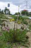Taraxacum officinale. Цветущее и плодоносящее растение. Московская обл., Павлово-Посадский ГО, г. Электрогорск, у дороги, на песчаном субстрате. 18.05.2025.