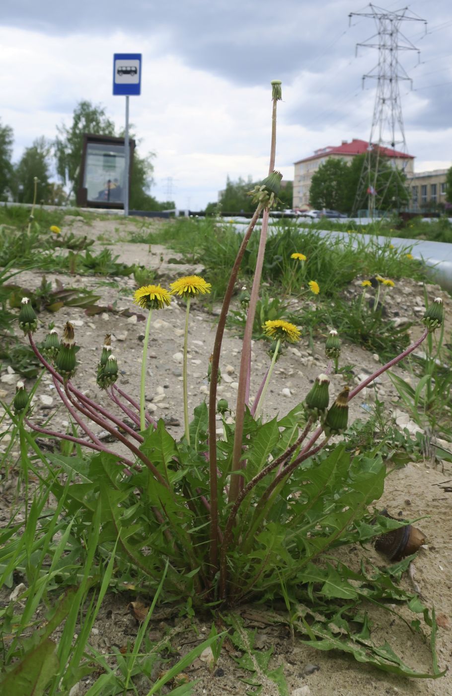 Изображение особи Taraxacum officinale.