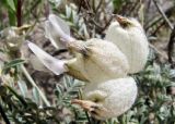 Astragalus nivalis