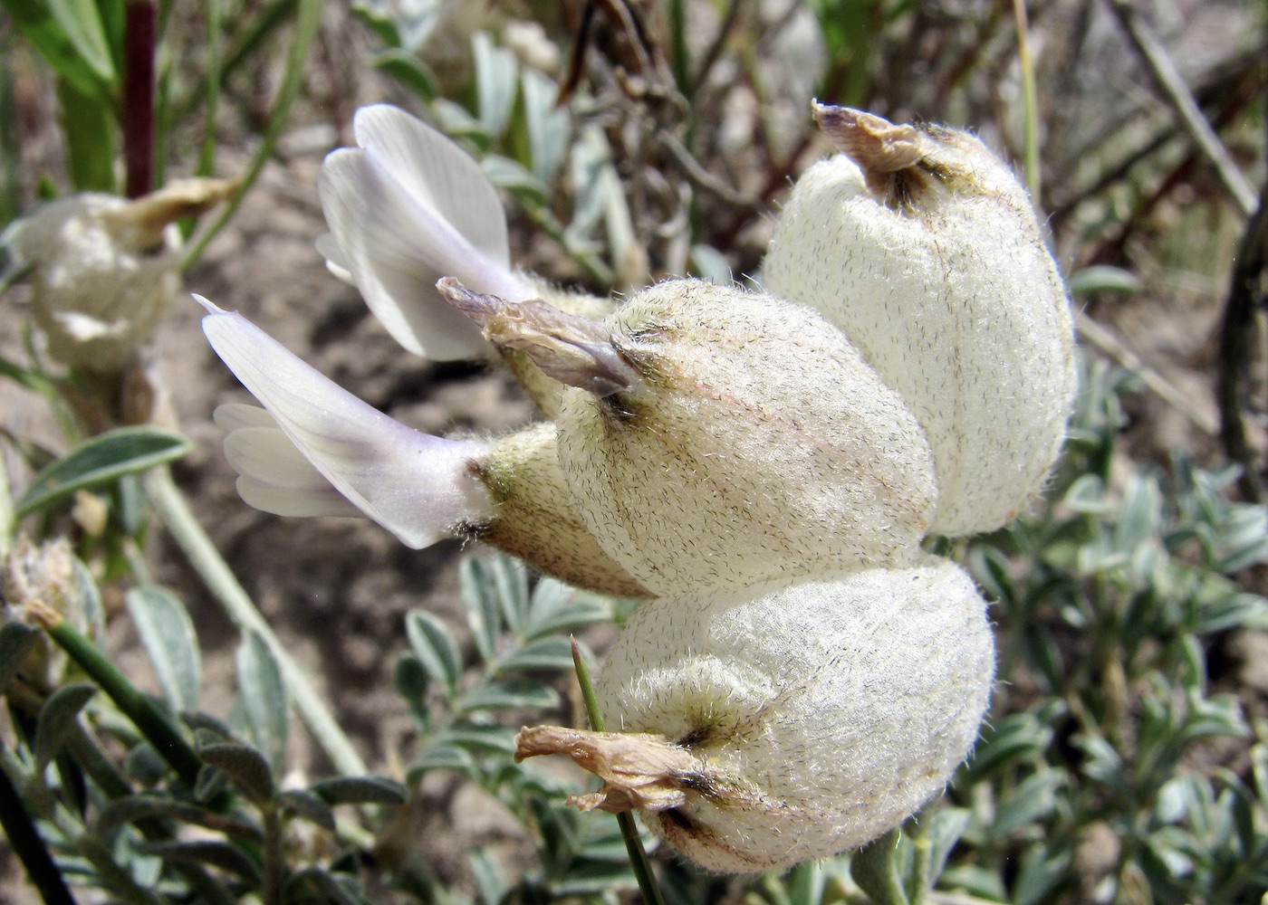 Image of Astragalus nivalis specimen.