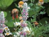 Stachys byzantina. Соцветие. Ульяновск, Заволжский р-н, цветник у жилого дома. 20.06.2025.