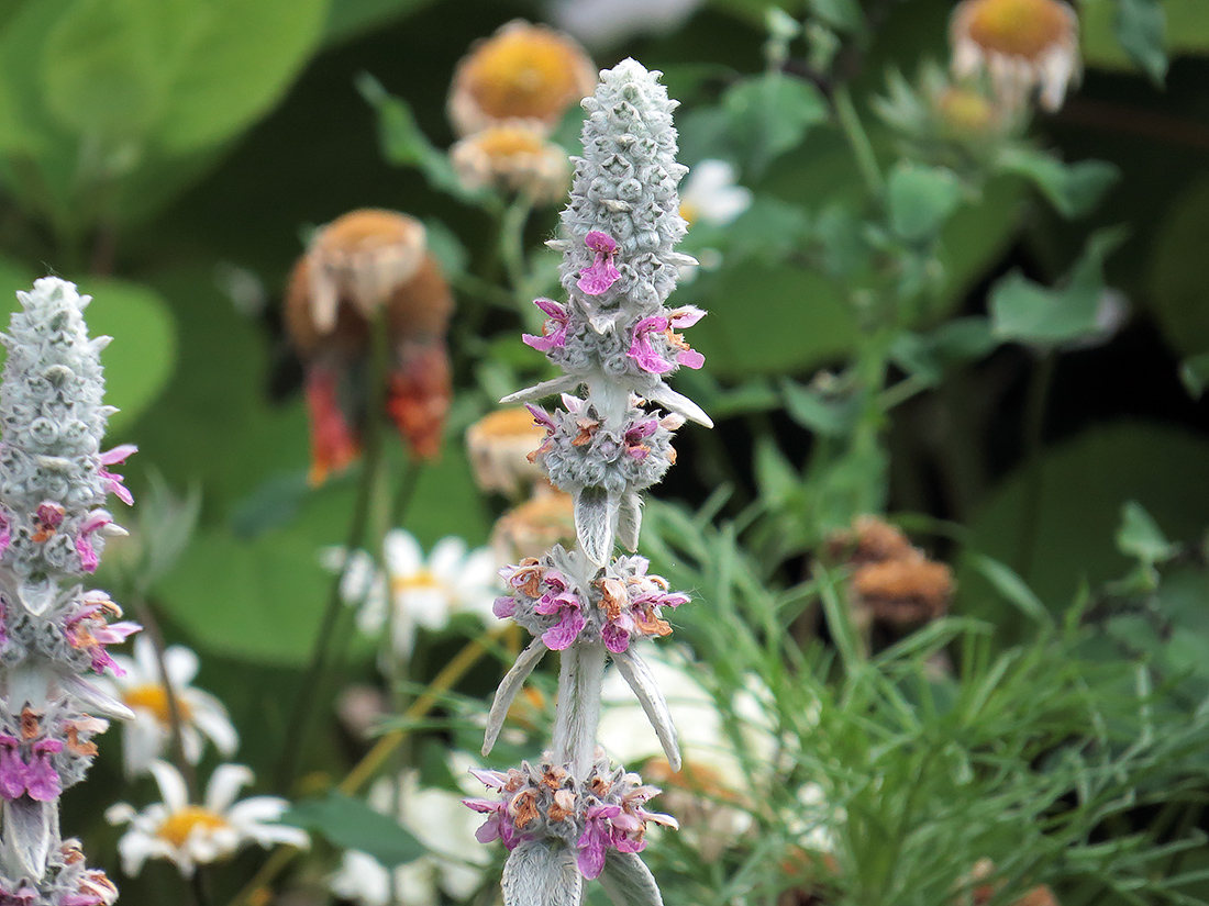 Image of Stachys byzantina specimen.