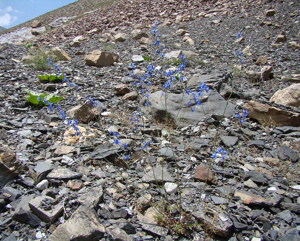Image of Delphinium lipskyi specimen.