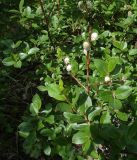 View full-size image Salix alatavica