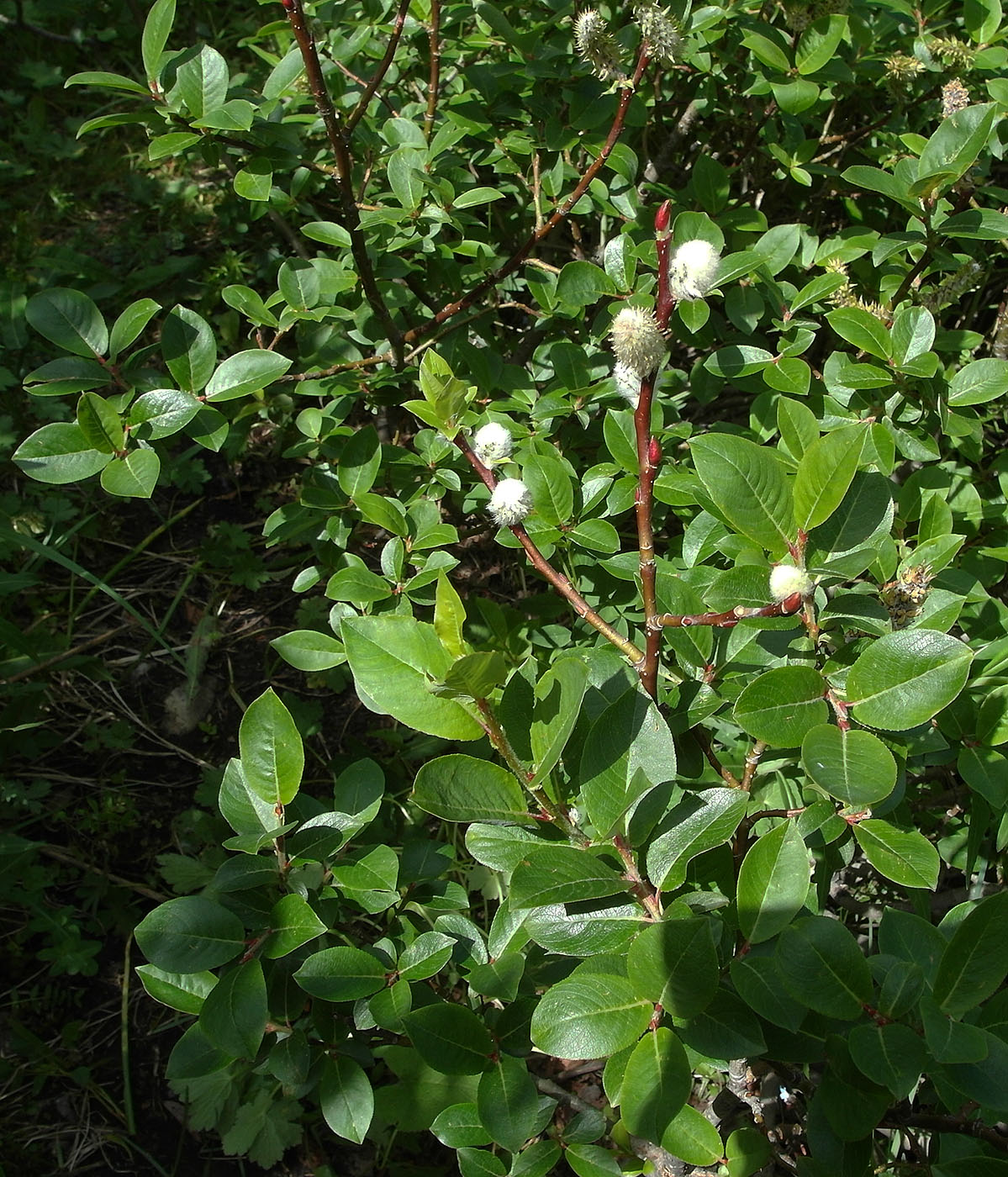 Изображение особи Salix alatavica.
