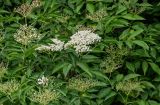 Sambucus nigra