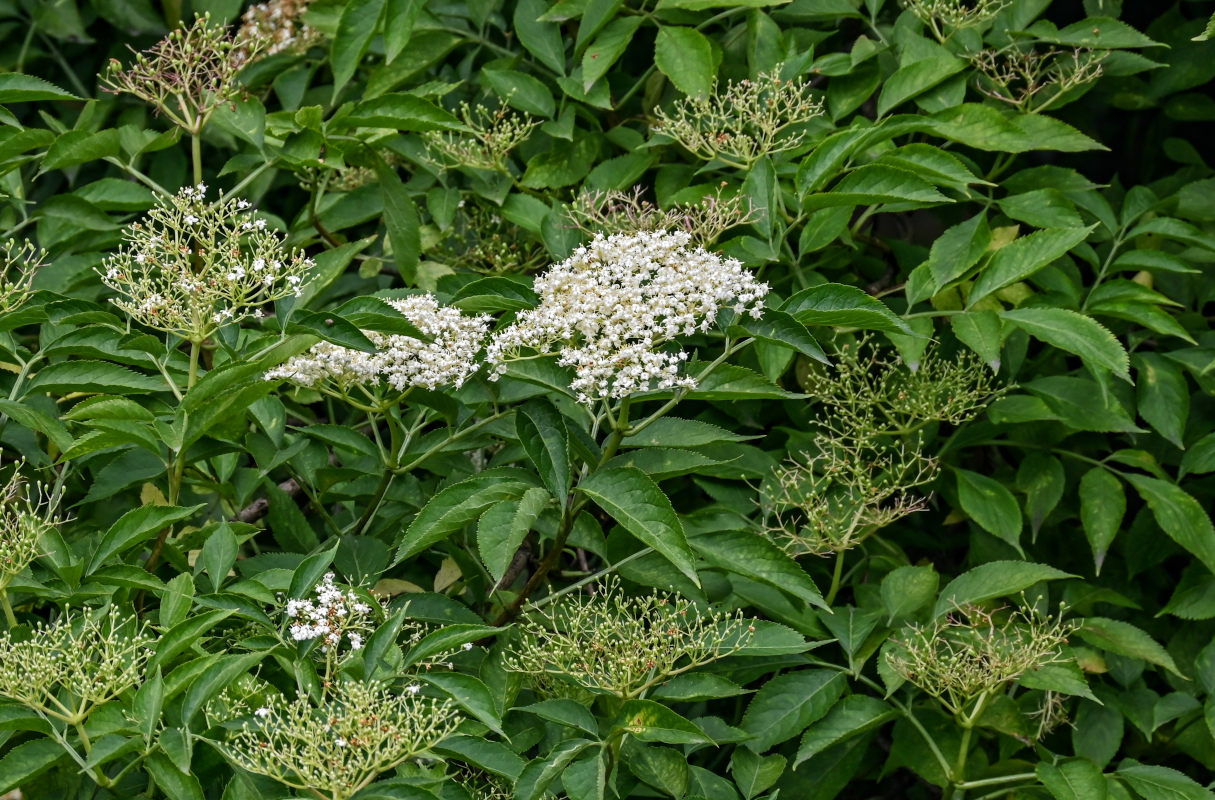 Image of Sambucus nigra specimen.