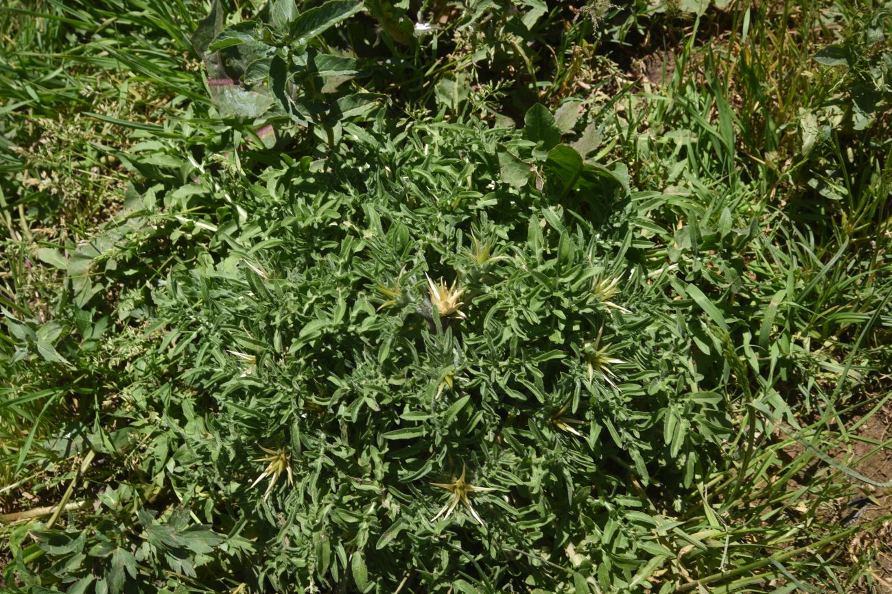 Image of Centaurea iberica specimen.