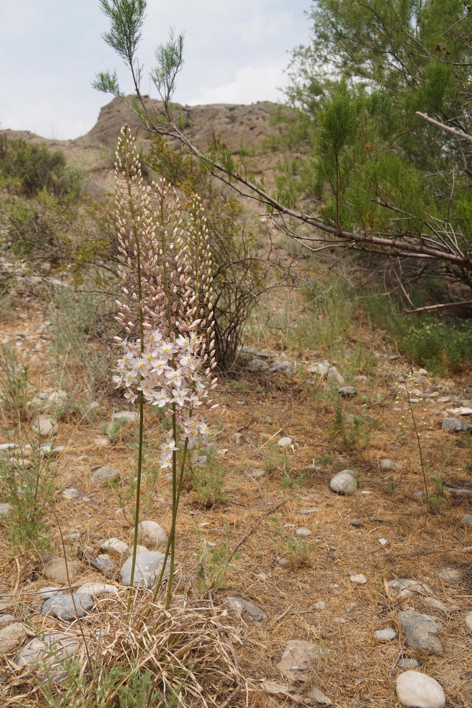 Image of Eremurus olgae specimen.