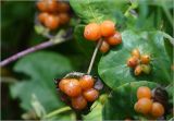 Lonicera caprifolium. Соплодие с созревшими плодами. Московская обл., Раменский р-н, окр. дер. Хрипань, садовый участок. 11.07.2025.