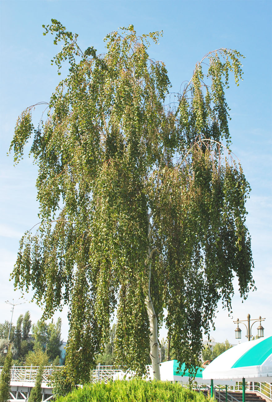 Изображение особи Betula pendula.