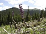 Aconitum moldavicum