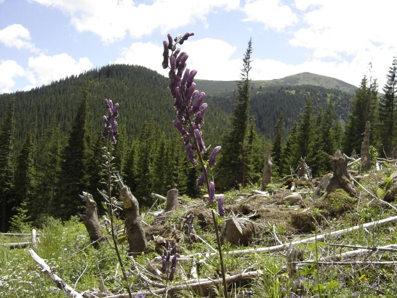 Изображение особи Aconitum moldavicum.