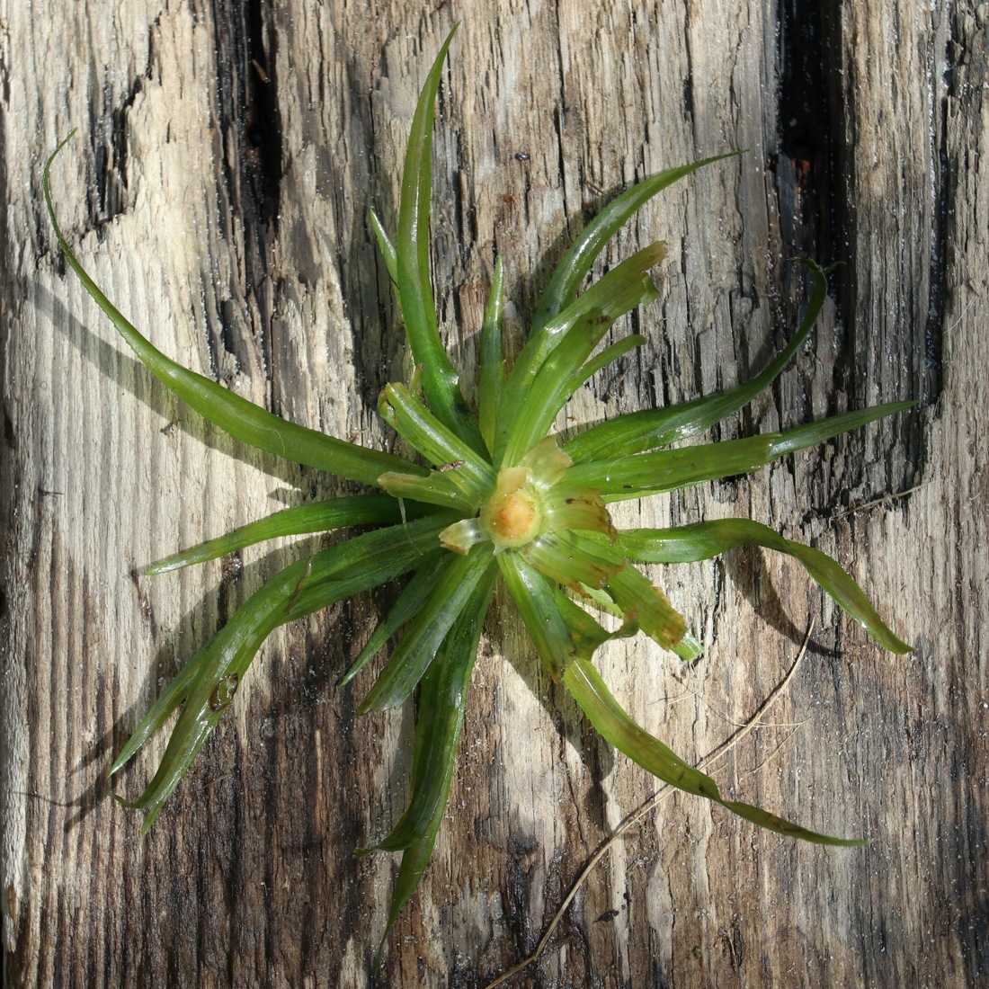 Image of Stratiotes aloides specimen.