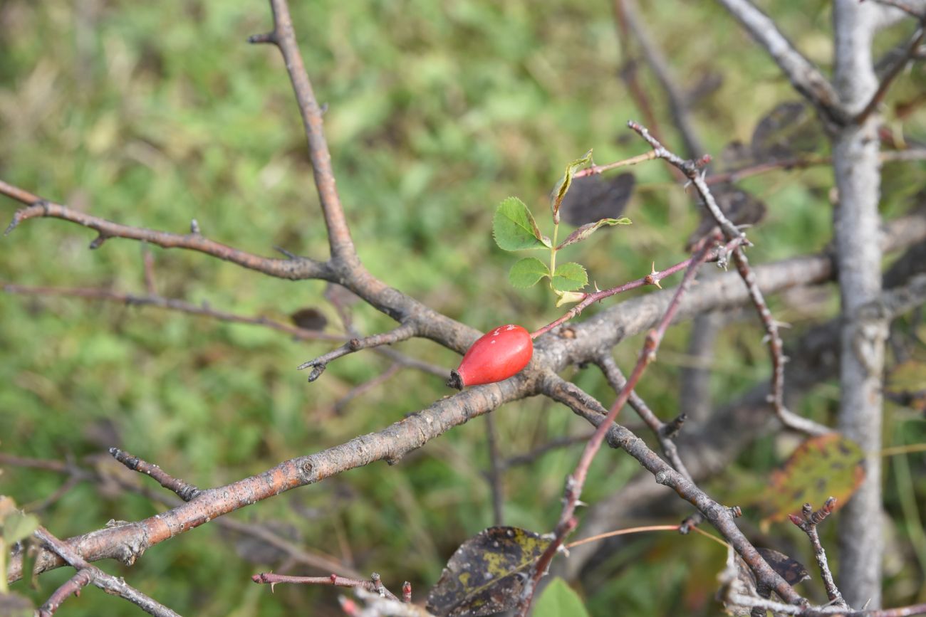 Image of genus Rosa specimen.