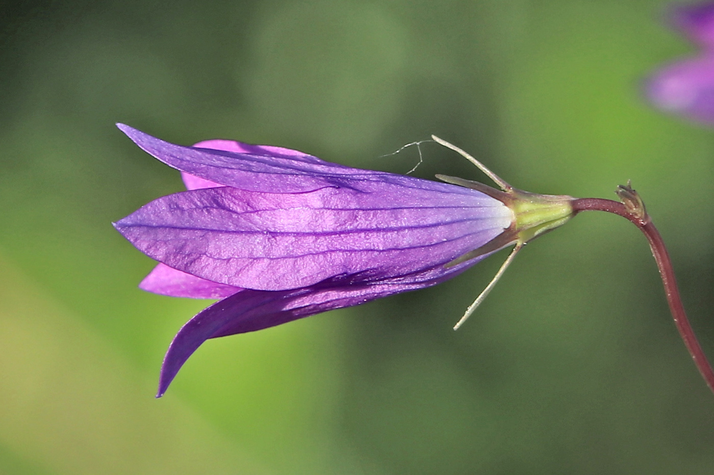 Изображение особи Campanula patula.