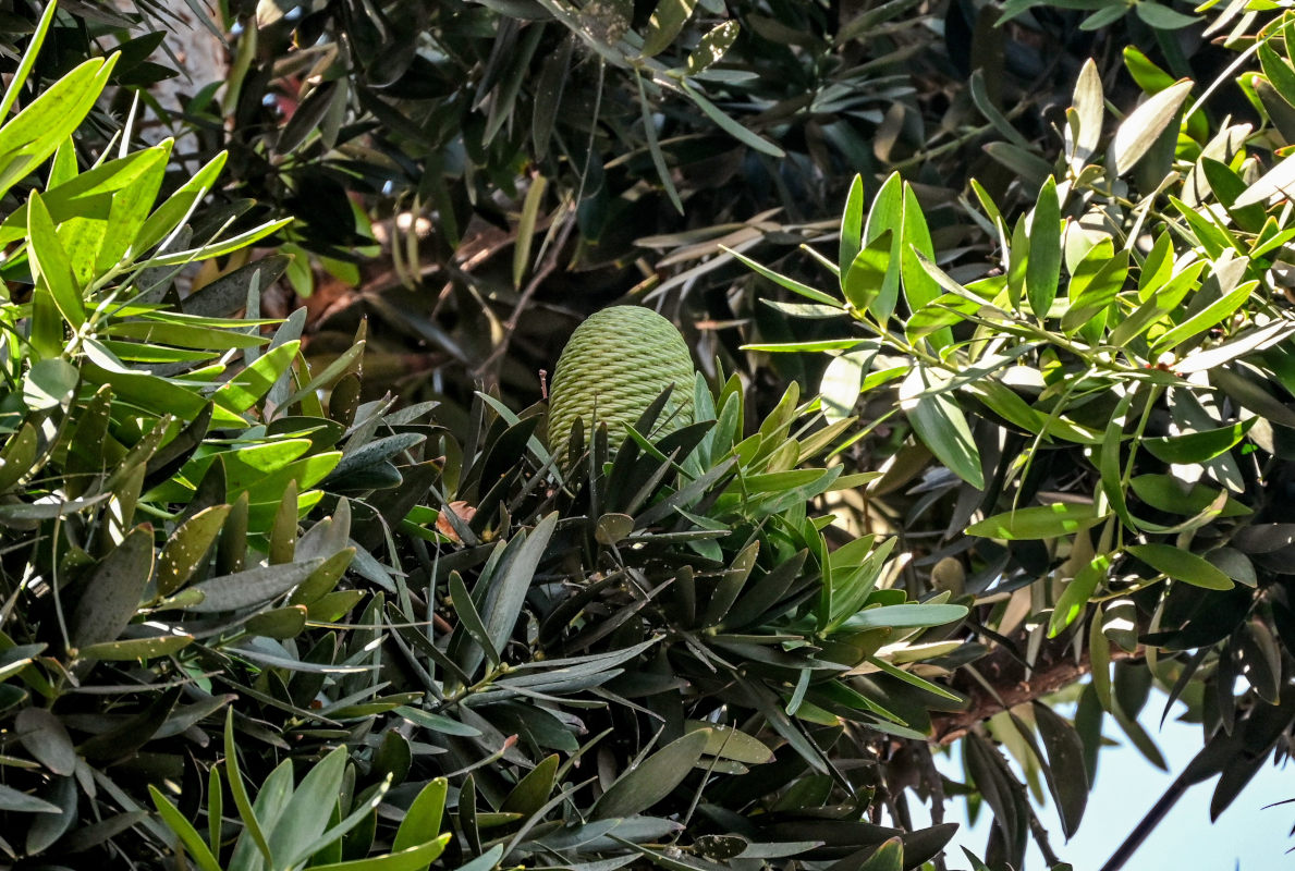 Image of Agathis robusta specimen.