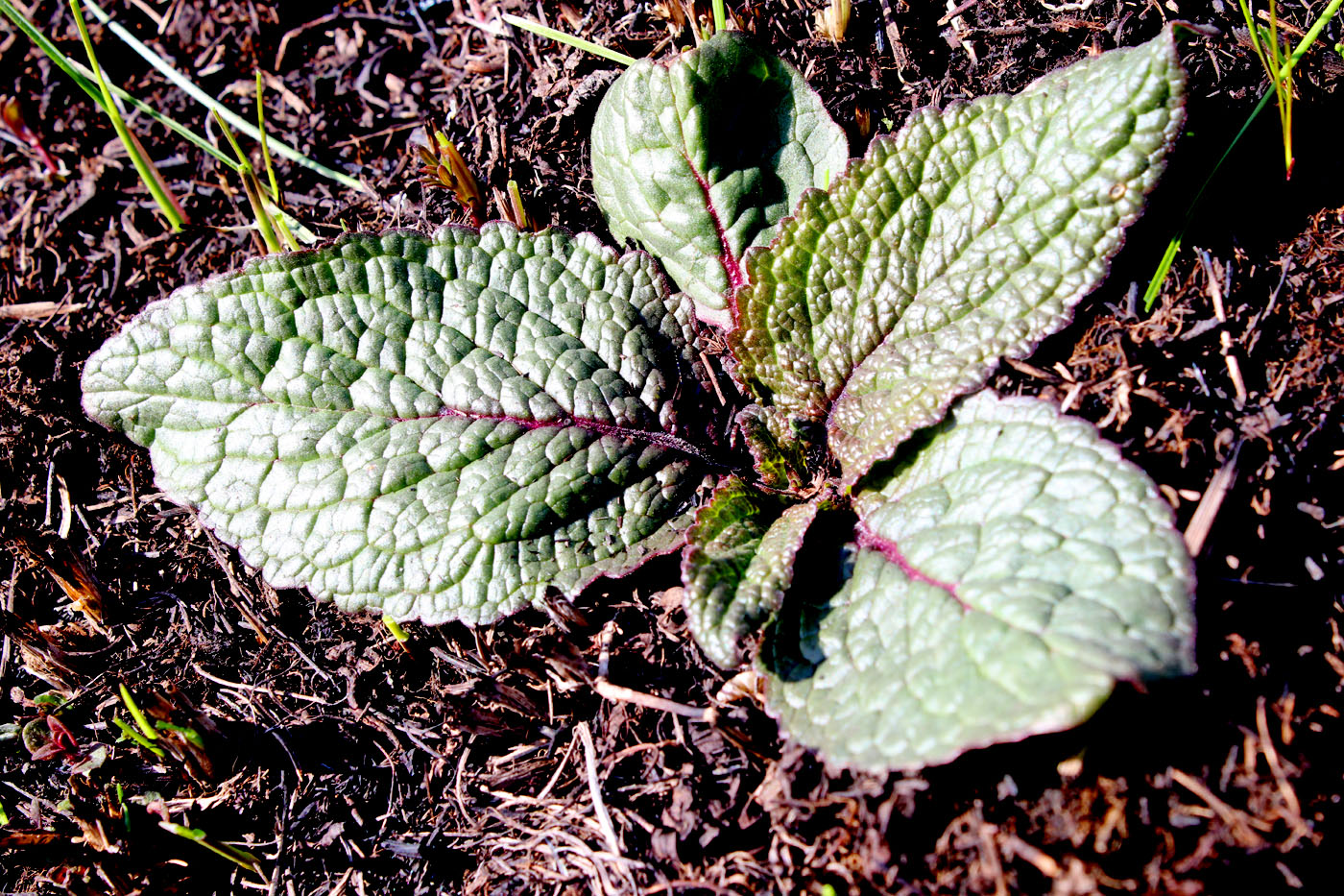 Image of Verbascum phoeniceum specimen.