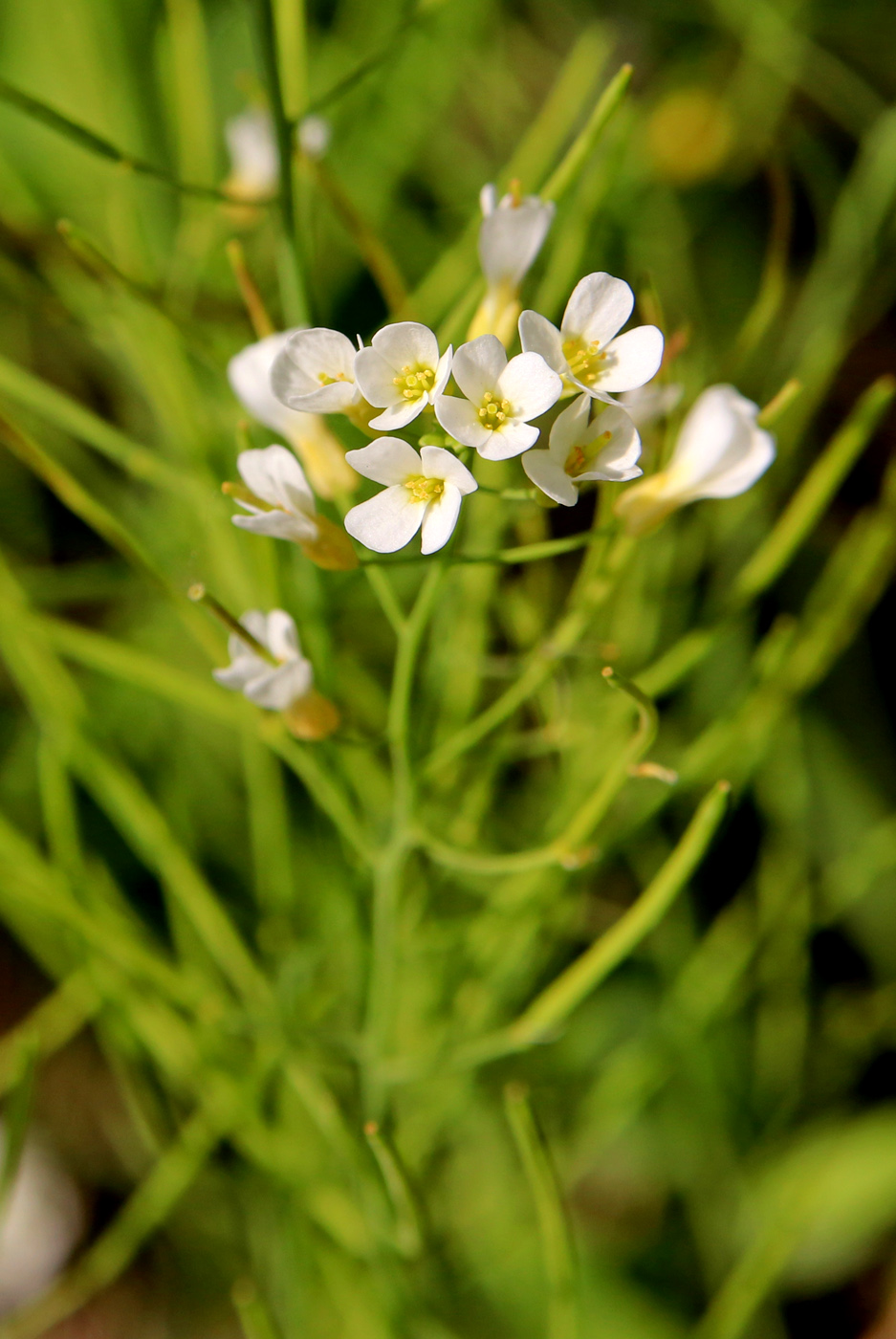 Image of Arabidopsis arenosa specimen.