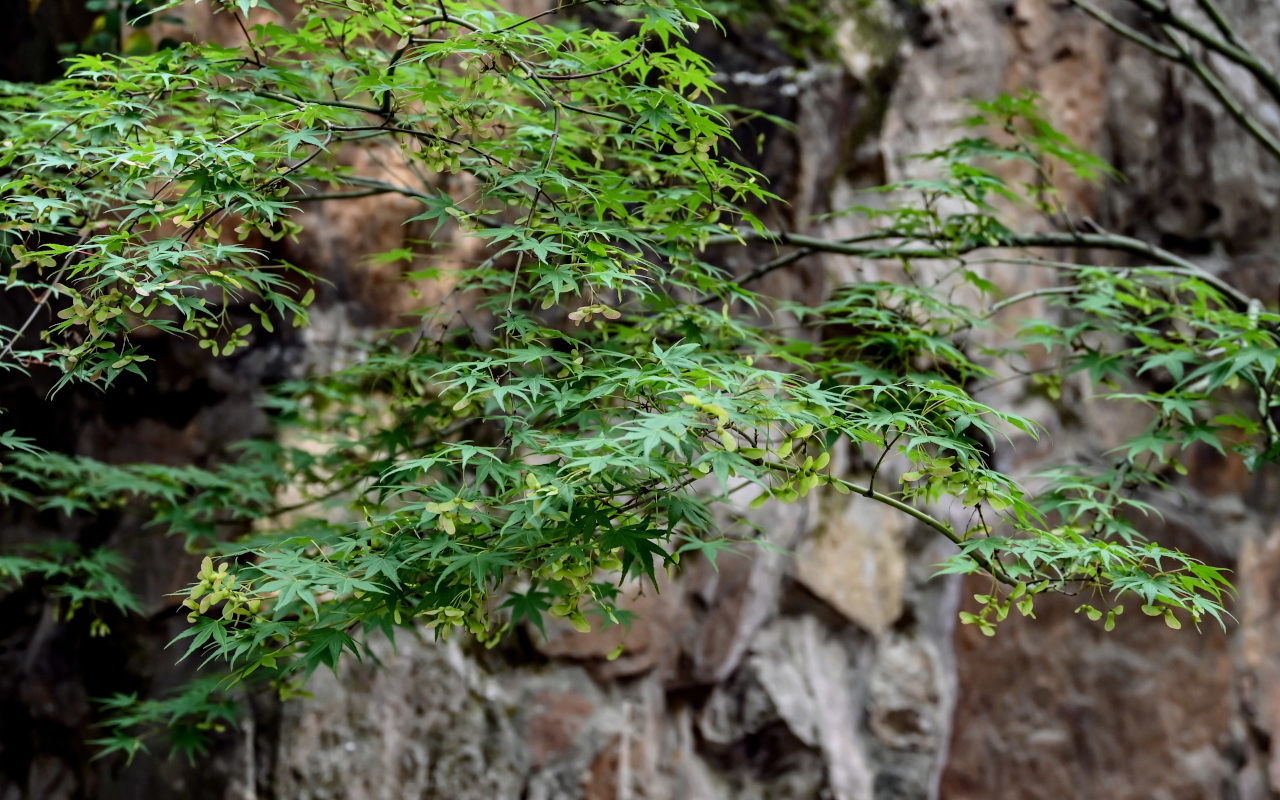 Изображение особи Acer palmatum.