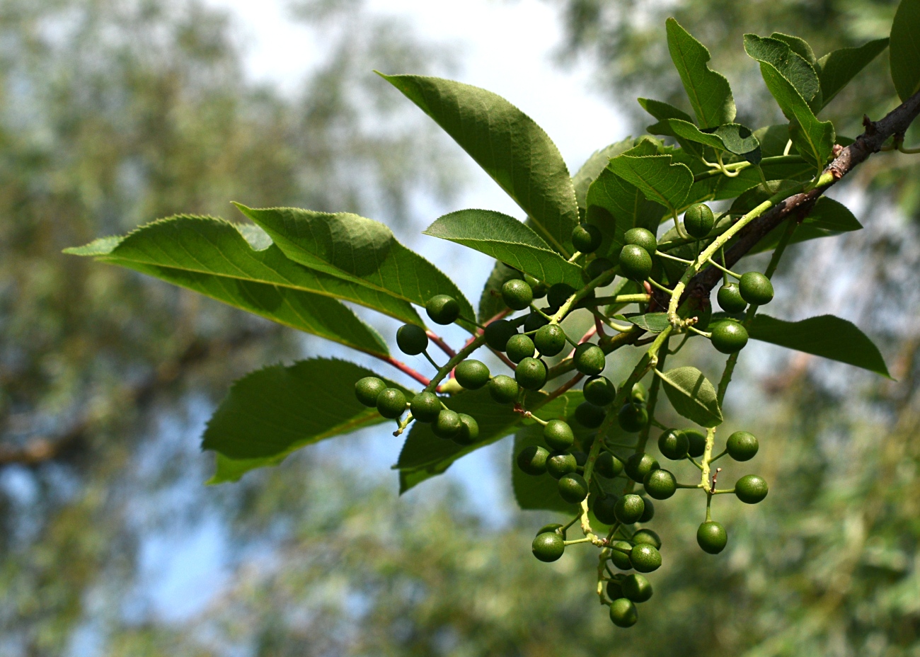 Изображение особи Padus virginiana.