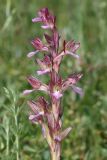 Anacamptis papilionacea подвид schirwanica. Соцветие. Дагестан, Дербентский р-н, с/п Сабнова, природный парк \"Джалган\", гора Ачигсырт, выс. ок. 422 м н.у.м., мелкотравная лужайка. 23.04.2025.