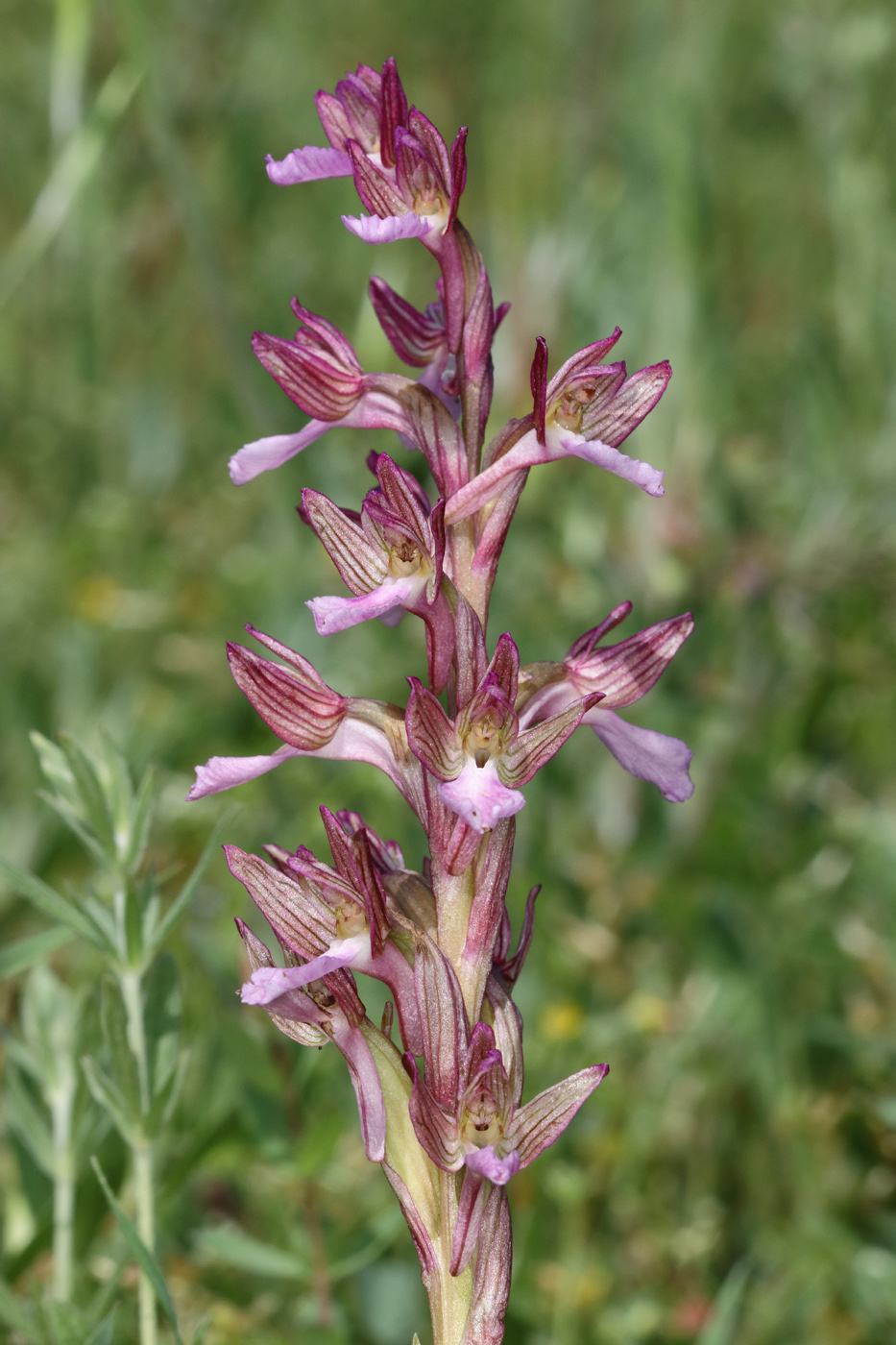 Изображение особи Anacamptis papilionacea ssp. schirwanica.