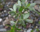 genus Salix. Часть веточки (вид на абаксиальную поверхность листьев). Республика Адыгея, окр. пос. Каменномостский, галечный пляж под скалой Пронеси Господи. 2 мая 2025 г.