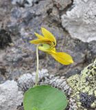 Viola caucasica. Верхушка цветущего растения. Кабардино-Балкария, Эльбрусский р-н, южный склон Эльбруса, отрог между р. Терскол и р. Гарабаши, тропа работников обсерватории, выс. ок. 2630 м н.у.м., среди камней. 24 июня 2018 г.