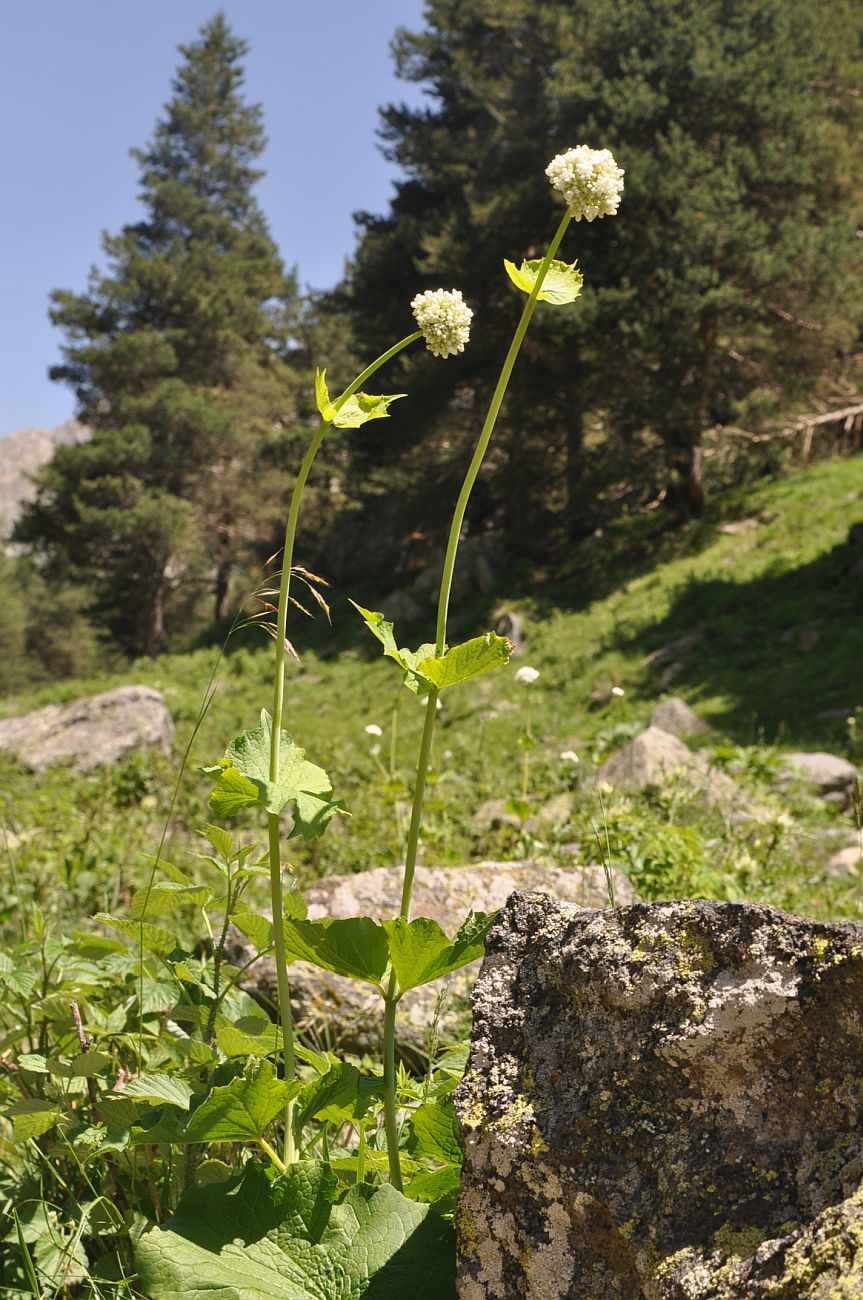 Изображение особи род Valeriana.