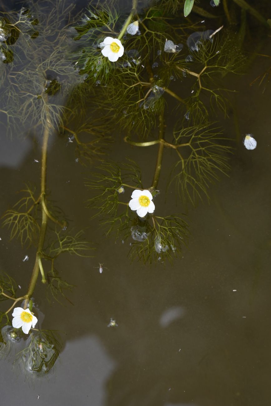 Изображение особи Ranunculus rionii.