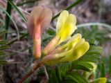 Astragalus utriger. Соцветие. Крым, окр. г. Судак, западный склон горы Ай-Георгий, дубово-можжевеловое редколесье, задернованный склон. 25.04.2025.