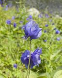 Aquilegia glandulosa. Верхушка побега с цветками. Бурятия, Северобайкальский р-н, дол. р. Шумилиха, высокогорье, берег озера, влажный луг. 04.08.2025.