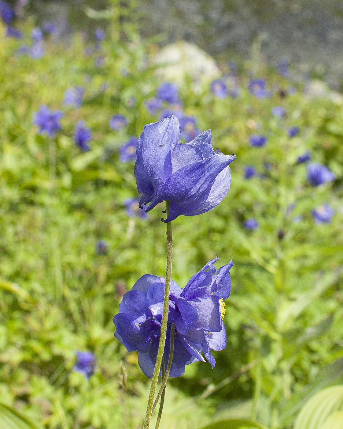 Изображение особи Aquilegia glandulosa.