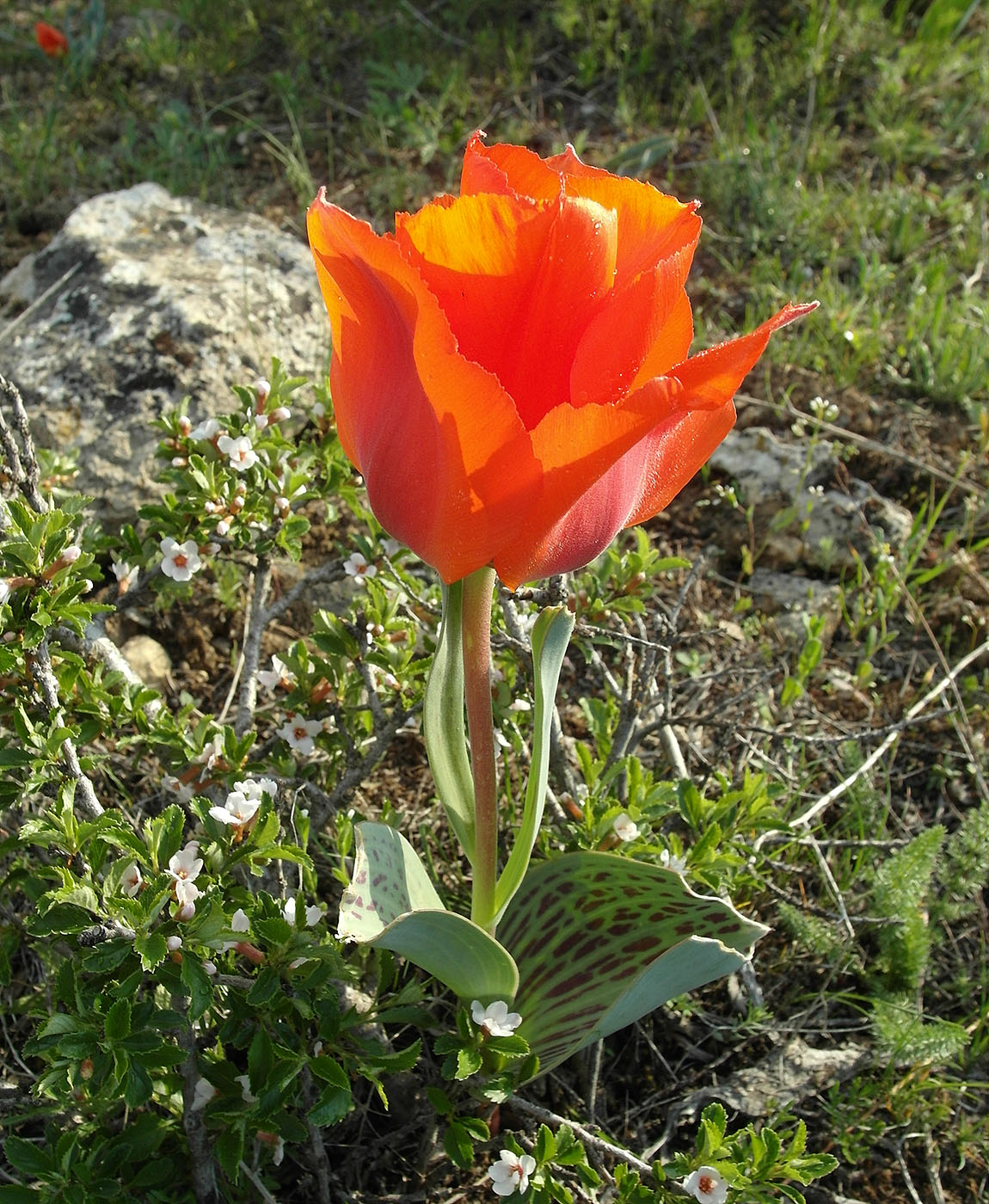 Image of Tulipa greigii specimen.