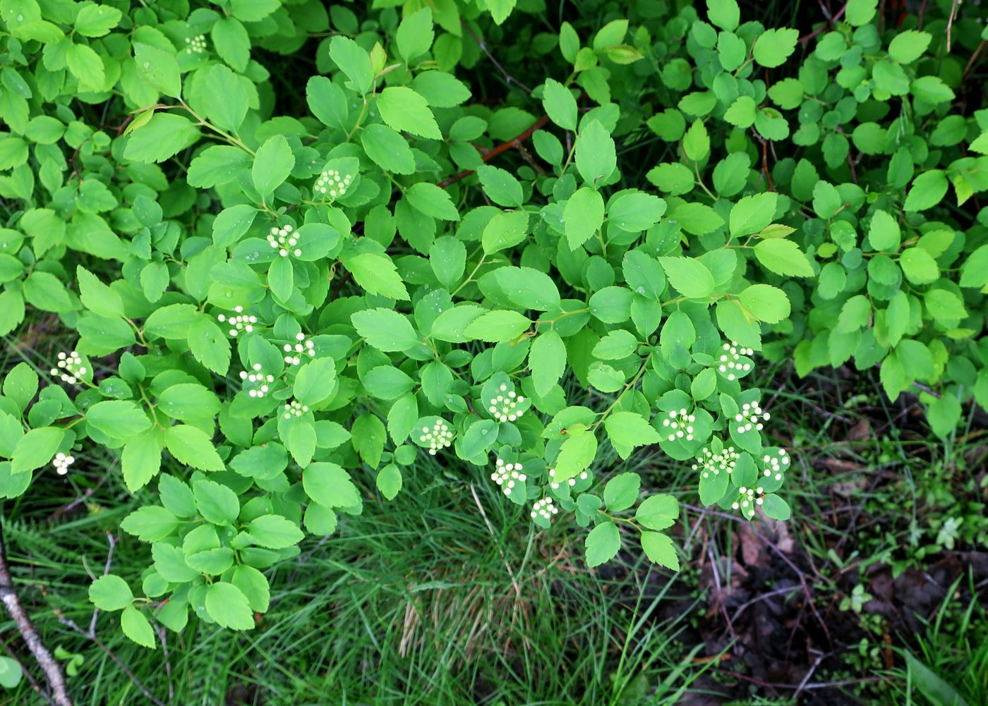 Изображение особи род Spiraea.