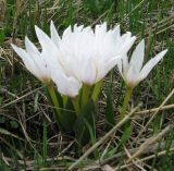 Colchicum szovitsii