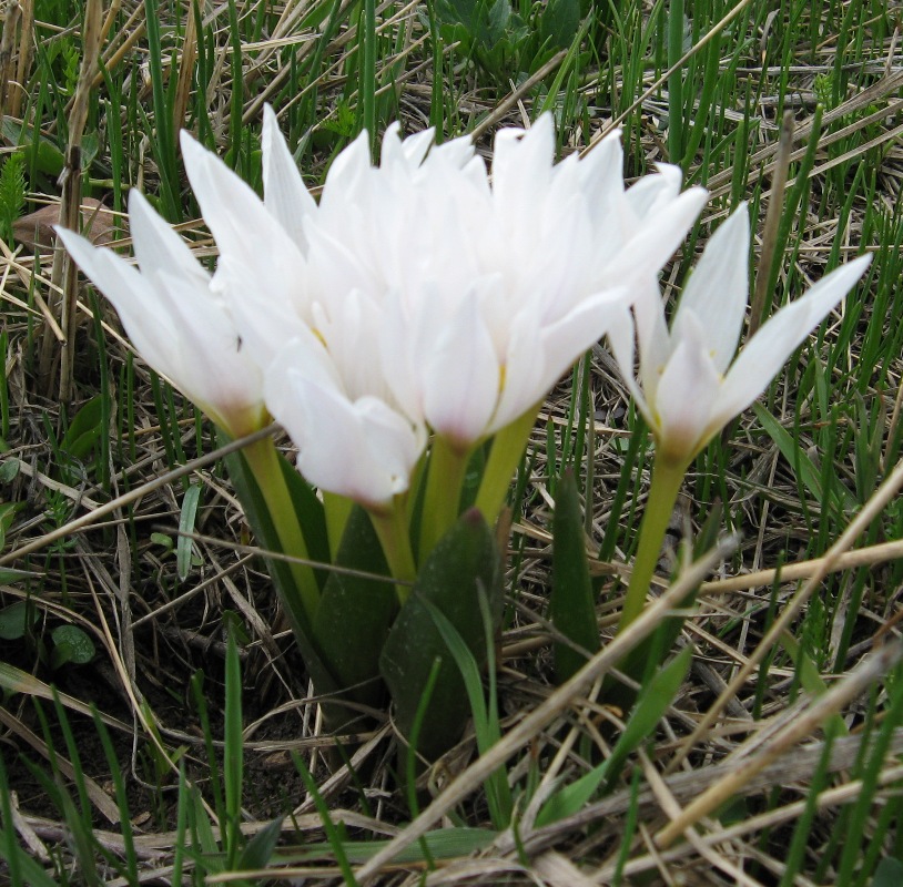 Image of Colchicum szovitsii specimen.