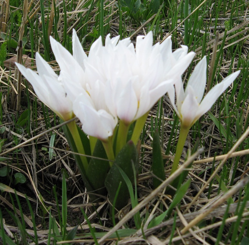 Изображение особи Colchicum szovitsii.