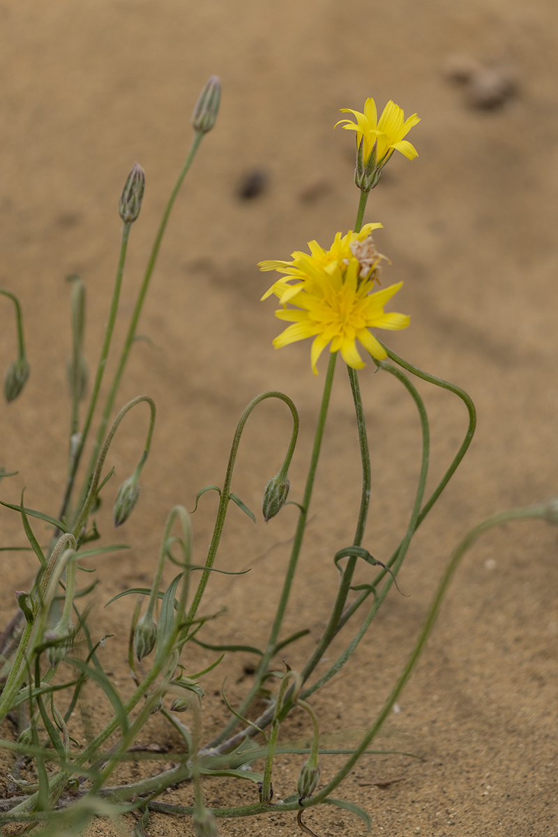 Image of Scorzonera biebersteinii specimen.
