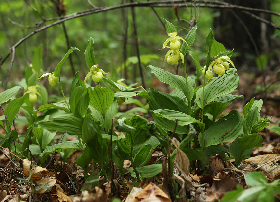 Image of Cypripedium × ventricosum specimen.