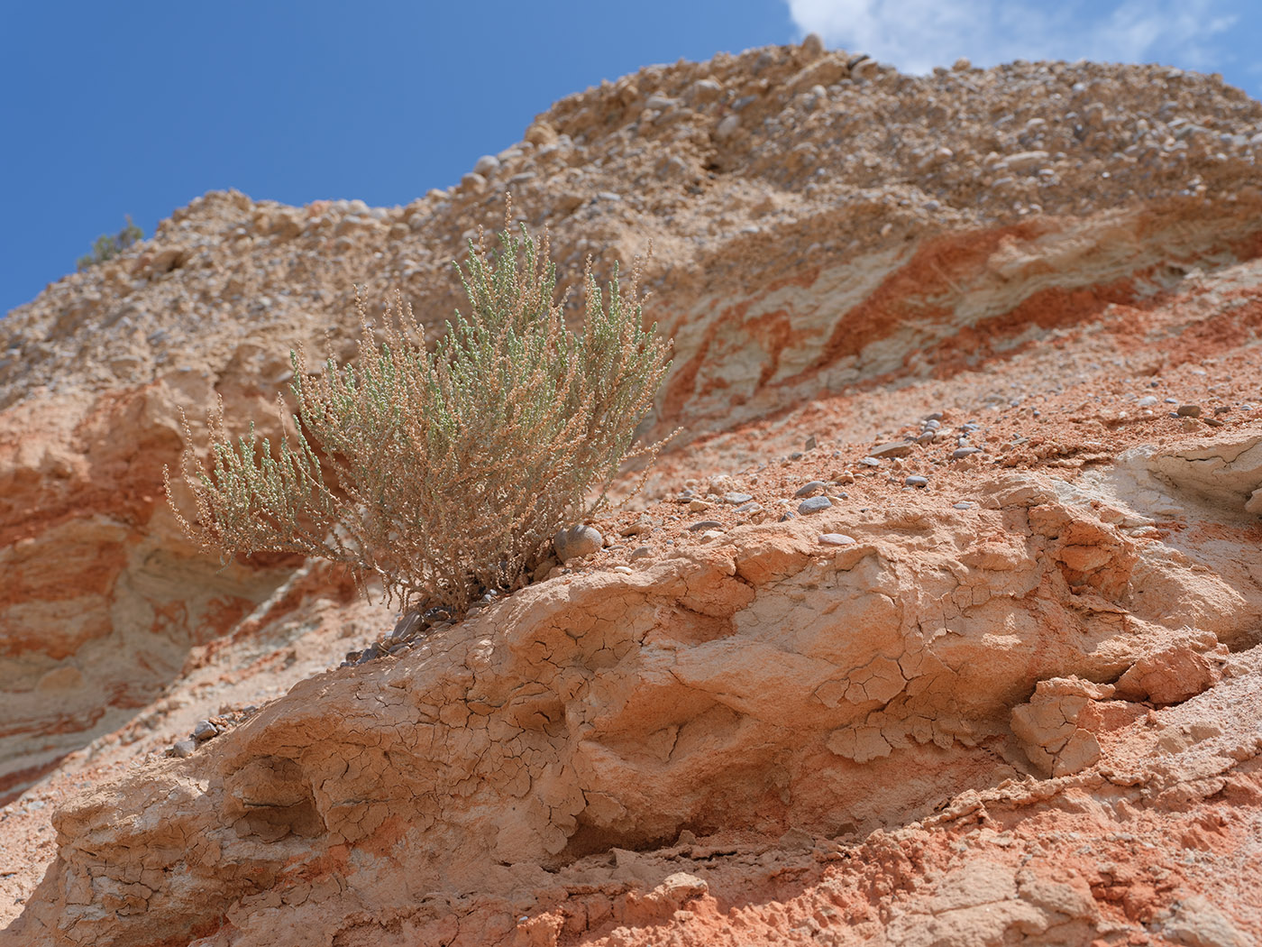 Image of Salsola gemmascens specimen.