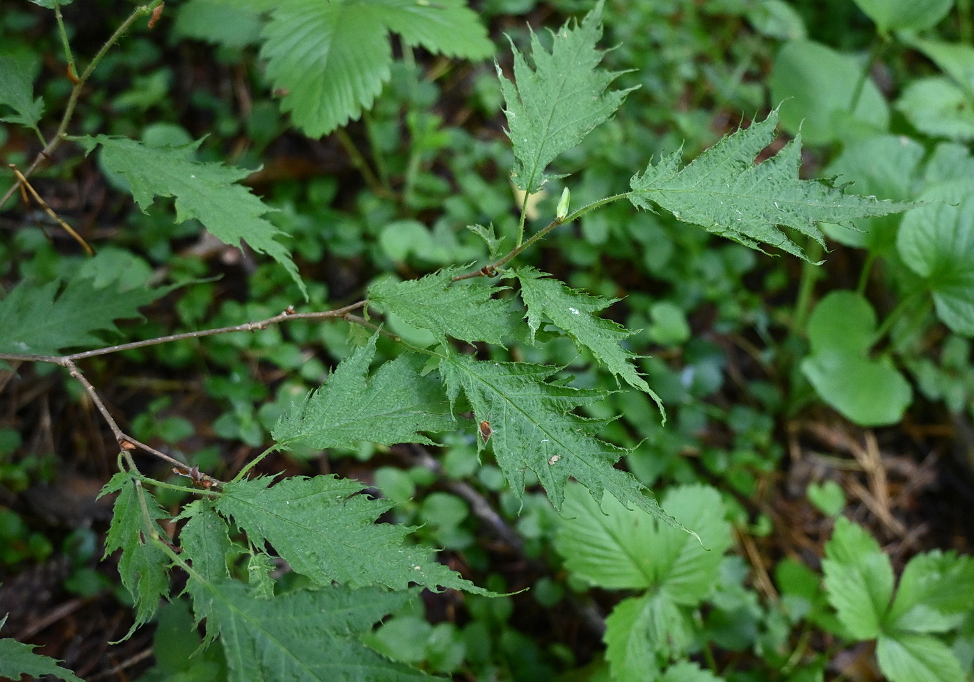 Image of Unknown species specimen.