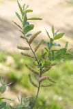 genus Salix. Верхушка плодоносящей ветви. Ростовская обл., Мясниковский р-н, окр. с. Несветай, у родника. 14.05.2026.