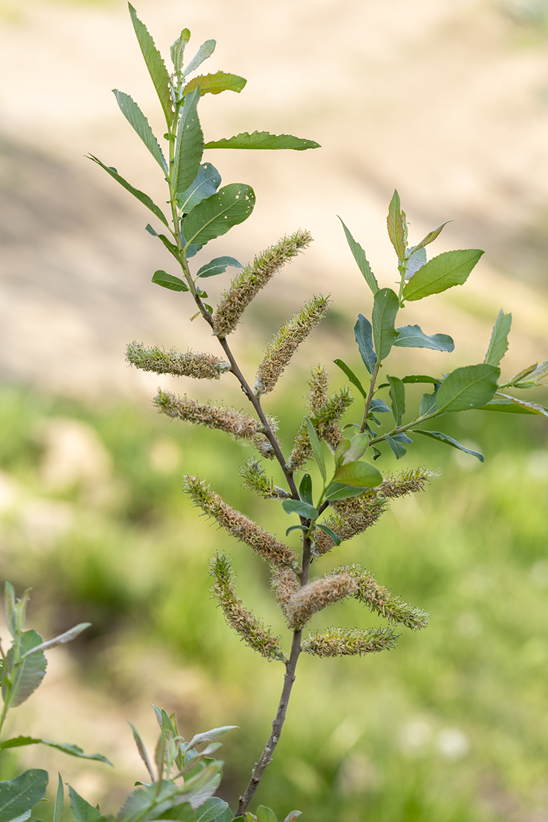 Image of genus Salix specimen.