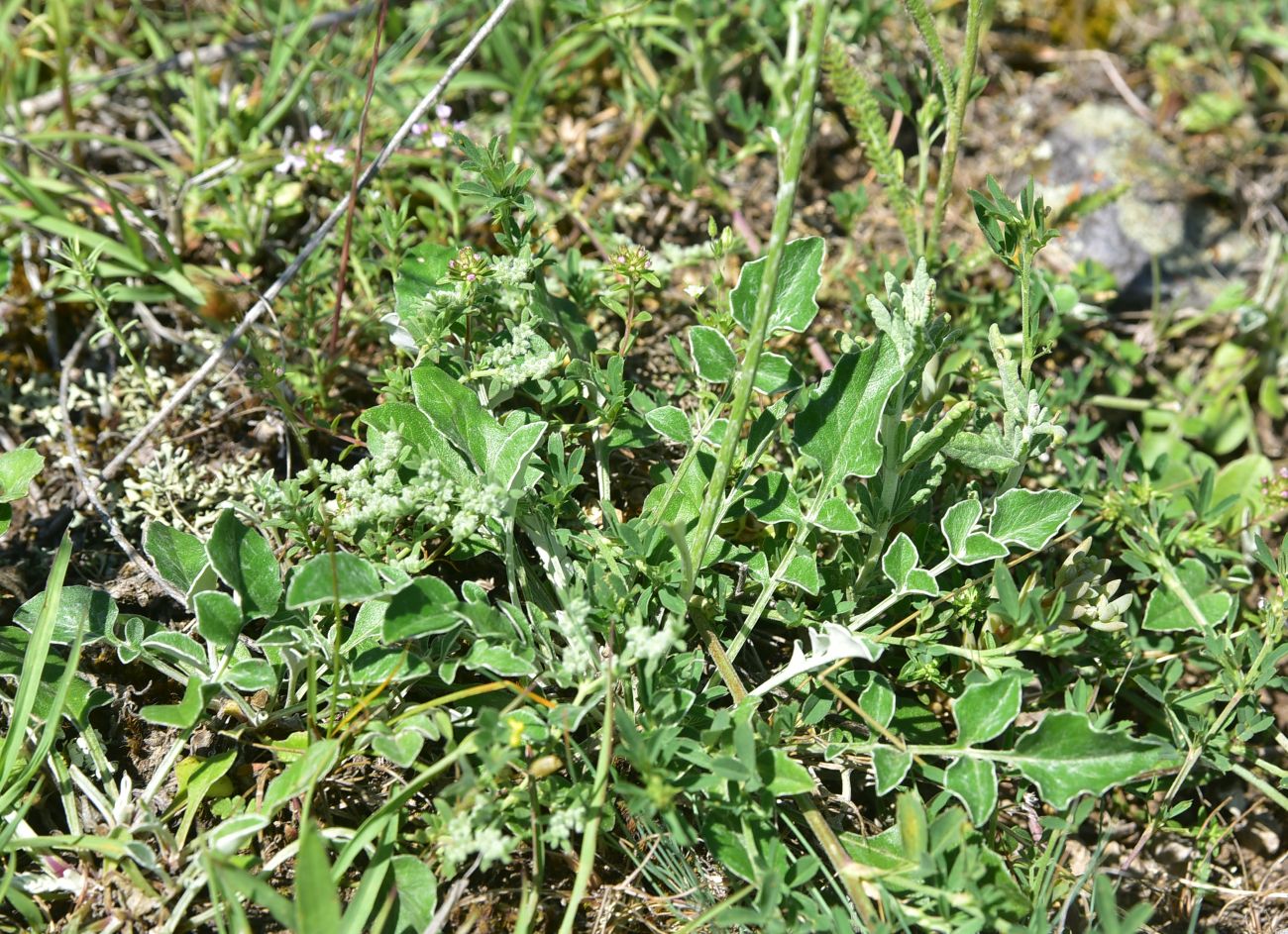 Image of genus Centaurea specimen.