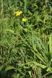 Ranunculus lingua. Верхушка цветущего растения. Беларусь, Витебская обл., пос. Езерище, опушка сырого черноольшаника, осоковое кочкарное болото с Carex appropinquata. 13.07.2026.